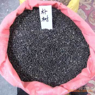 廠家直銷優(yōu)質(zhì)林木種子 紅豆杉、國槐、紅楓、重陽木等，保質(zhì)保量