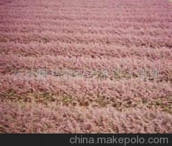 常年低價供應(yīng)優(yōu)質(zhì)大圓葉紅花繼木及造型產(chǎn)品——長沙縣跳馬鄉(xiāng)森旺花卉苗木場